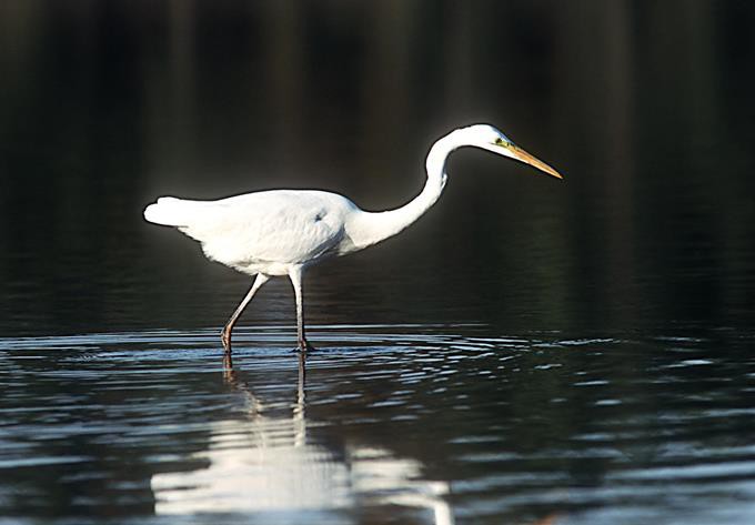 Foto: Land OOE, Josef Limberger Silberreiher
