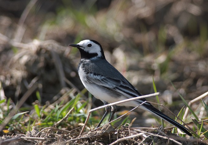 Foto: Josef Limberger Bachstelze