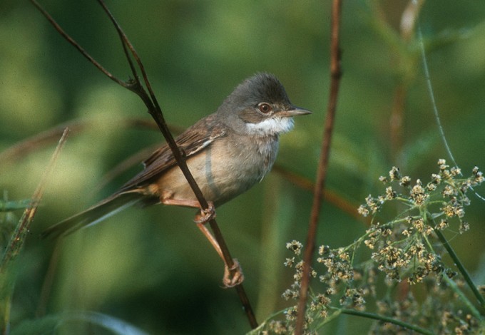 Foto: Josef Limberger Dorngrasmücke
