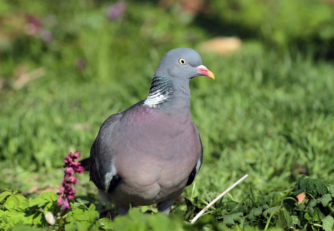 Foto: Josef Limberger Ringeltaube