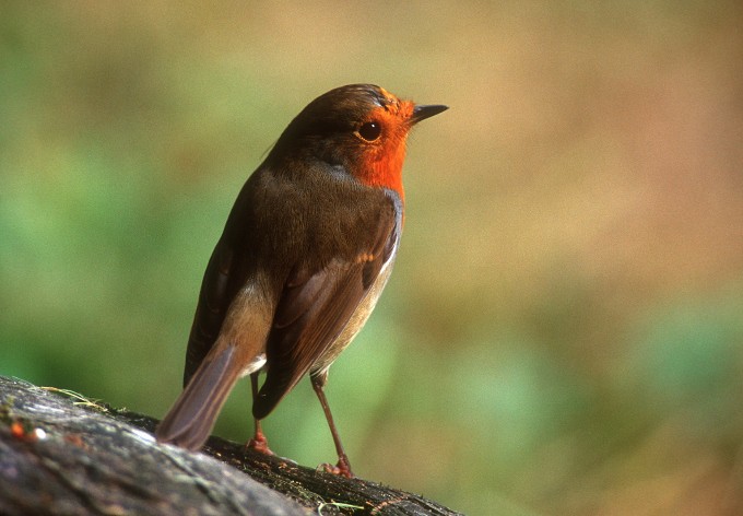Foto: Land OOE, Josef Limberger Rotkehlchen
