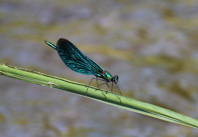 Foto: Gerhard Pirngruber Blauflügel-Prachtlibelle