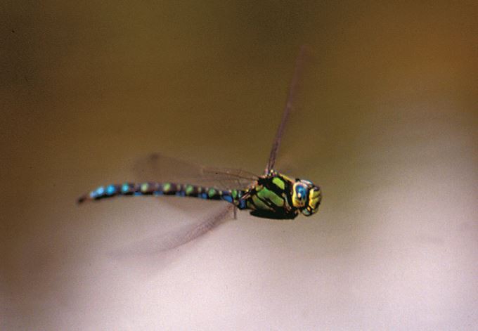 Foto: Gerold Laister Blaugrüne Mosaikjungfer im Flug