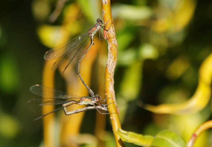 Foto: Gerhard Pirngruber Weidenjungfer bei Eiablage