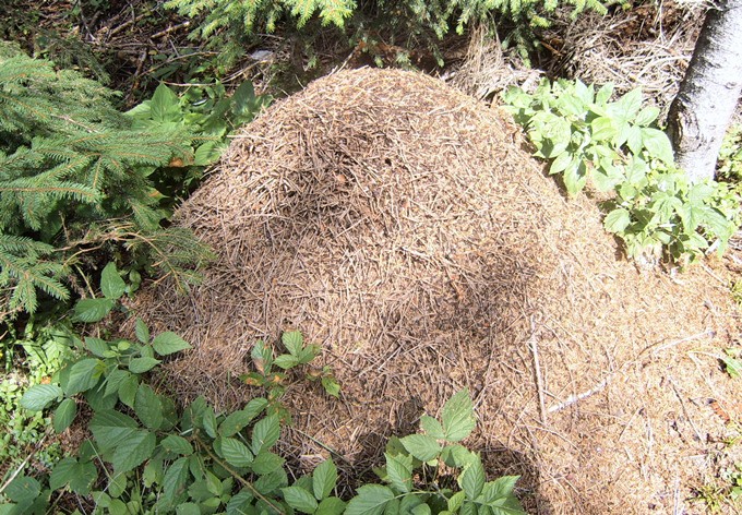 Foto: Sarah Steininger Ameisenhügel
