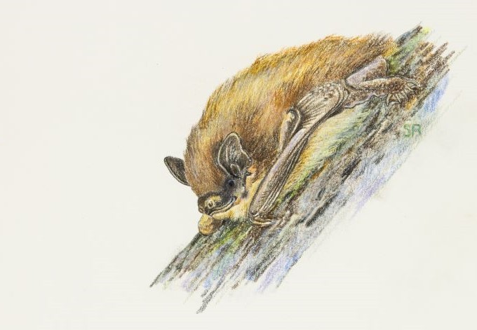 Zeichnung: Rudolf Schauberger Alpenfledermaus an Stamm, gezeichnet von Rudolf Schauberger