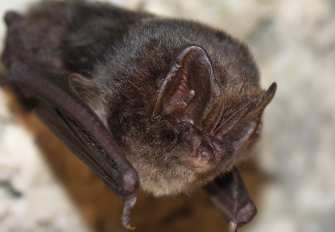 Foto: Guido Reiter Mopsfledermaus von vorne abgebildet.