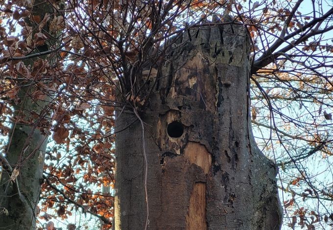 Foto: Gudrun Fuß Baumhöhle in Totholzstamm