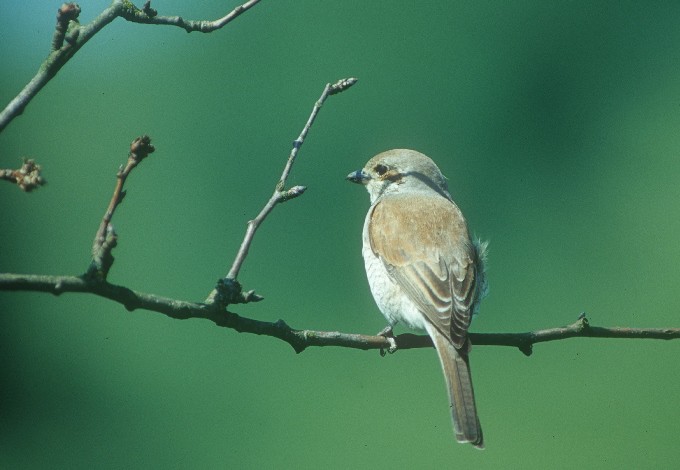 Foto: Land OOE, Josef Limberger Neuntöter auf Ast sitzend