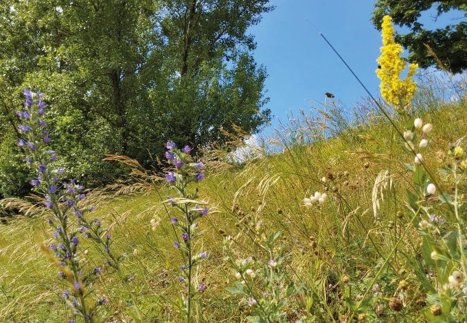 Foto: Daniel Wuttej verschiedene Pflanzen in einer Wiesenböschung
