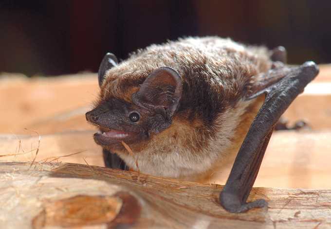 Foto: W. Forstmeier Zweifarbfledermaus