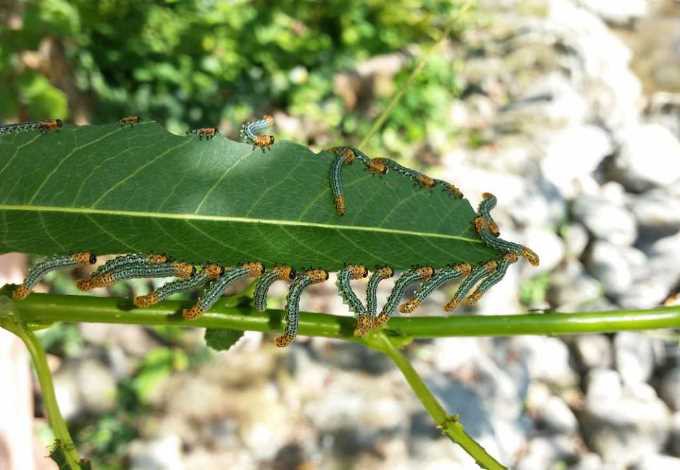 Foto: Gerhard Pirngruber Raupen der Weidenblattwespen fressen aneinander gereiht an einem Blatt.