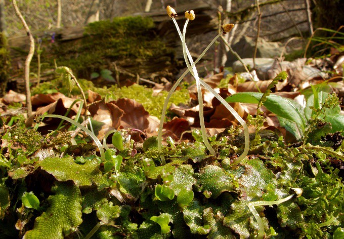 Foto: Christian Schröck Kegelkopfmoos