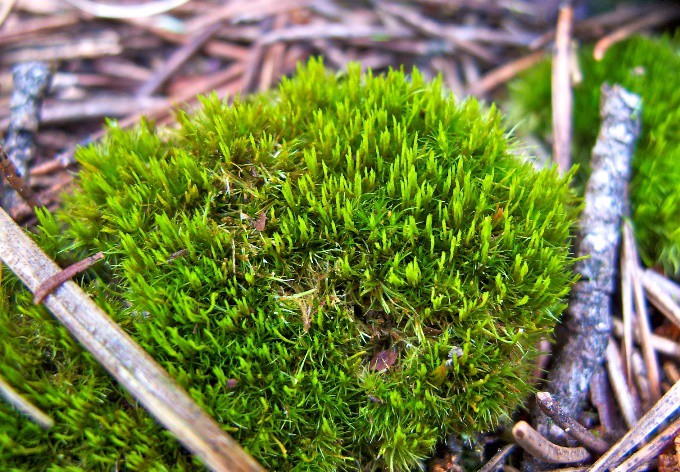 Foto: Christian Schröck Peitschen-Gabelzahnmoos