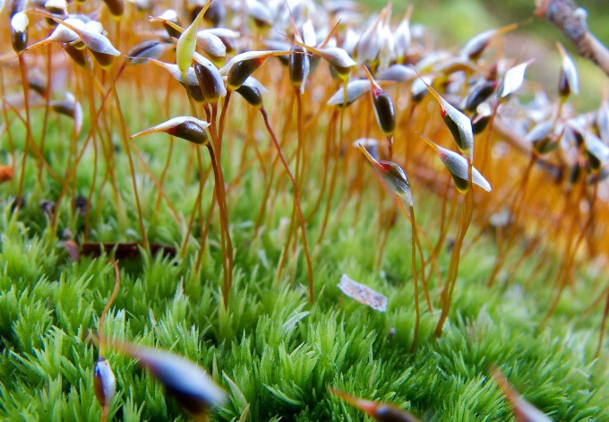 Foto: Christian Schröck Gemeines Weissmoos