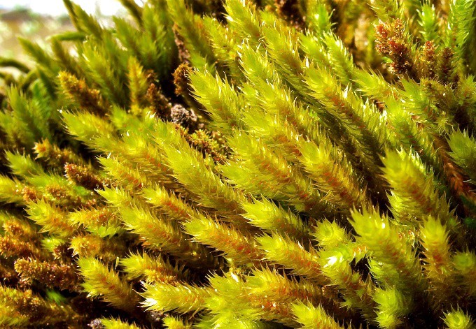 Foto: Christian Schröck Eichhörnchenschwanz-Weißzahnmoos