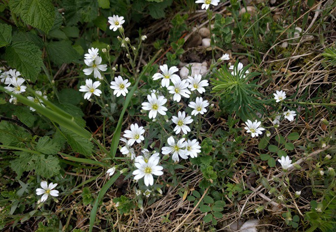 Foto: Gudrun Fuss Zierliche, weiße Blüten der Großen Sternmiere