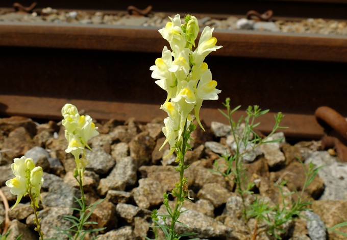 Foto: Gudrun Fuß Echtes Leinkraut blüht am Bahndamm