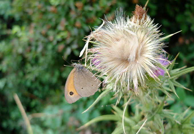 Foto: Gudrun Fuß Schmetterling sitzt an Blüte
