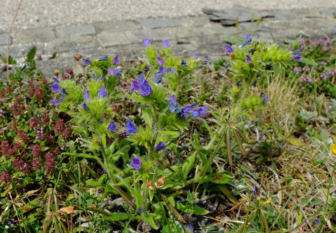 Foto: Gudrun Fuß Natternkopf