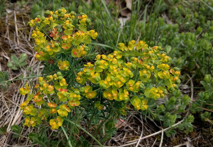 Foto: Gudrun Fuß Die Zypressen-Wolfsmilch blüht gelb.