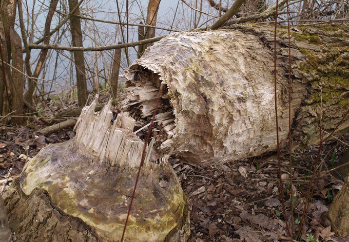 Foto: Gudrun Fuss vom Biber gefällter Baum