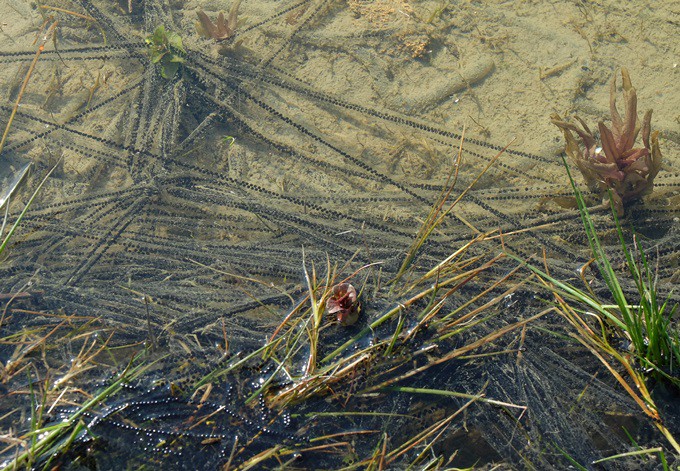 Foto: Gudrun Fuß Laichschnüre von Kröten im Wasser