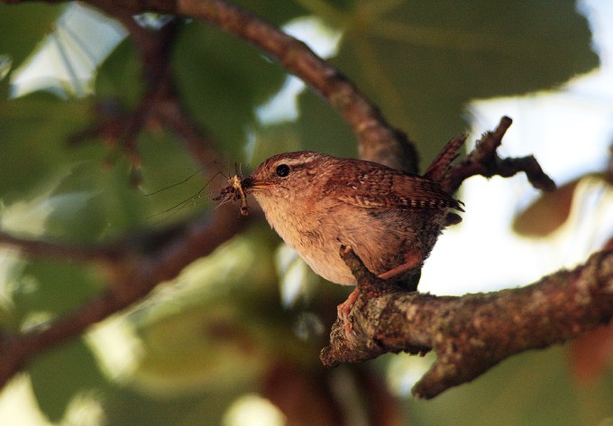 Foto: Josef Limberger Zaunkönig