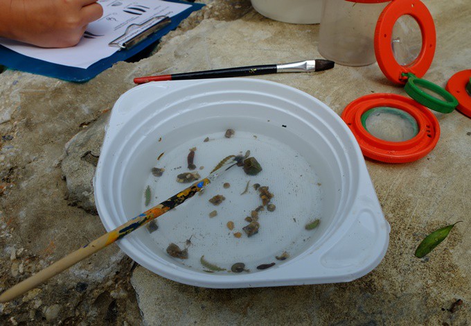 Foto: Gudrun Fuß Untersuchung von Wassertieren