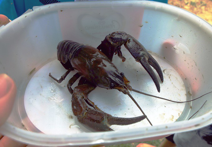 Foto: Gudrun Fuß Krebs