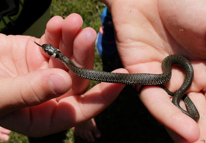 Foto: Gudrun Fuß Junge Ringelnatter auf der Hand