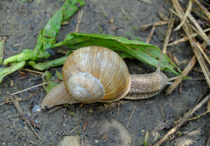 Foto: Gudrun Fuß Weinbergschnecke