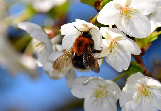 Foto: Gudrun Fuß Baumhummel