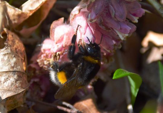 Foto: Gudrun Fuß Erdhummel an Schuppenwurz