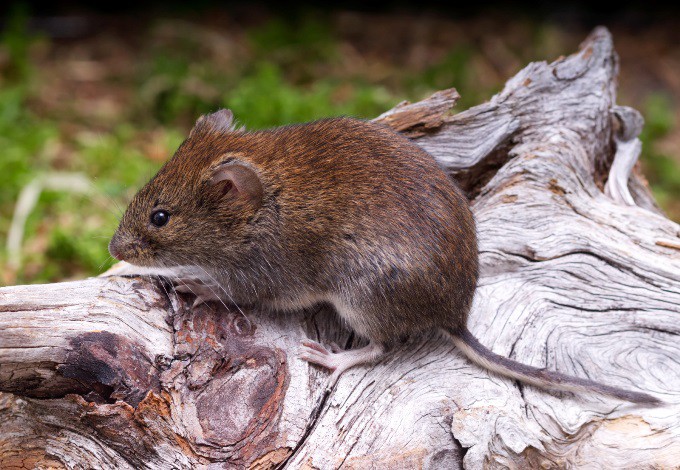 Foto: kleinsaeuger.at Rötelmaus