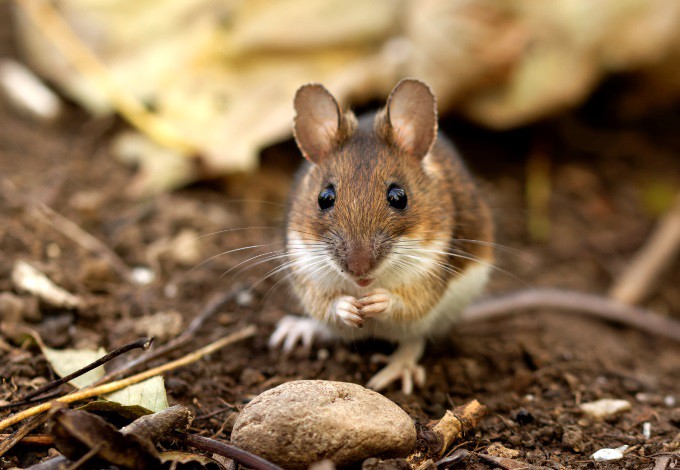 Foto: kleinsaeuger.at Waldmaus
