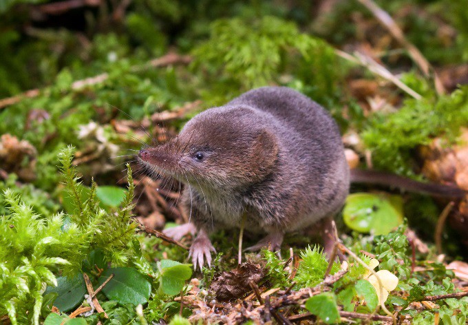 Foto: kleinsaeuger.at Waldspitzmaus