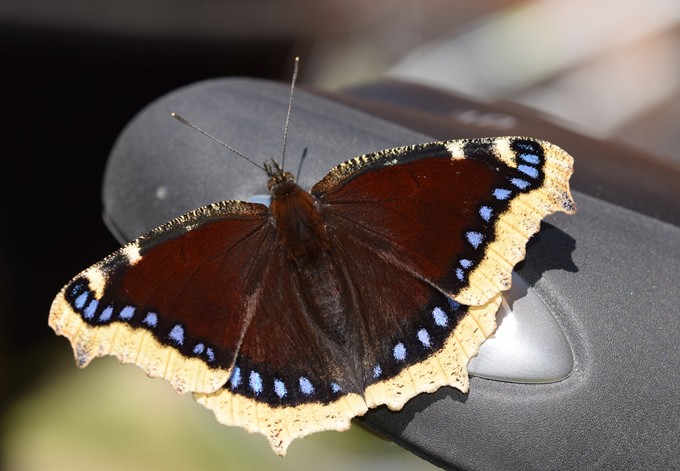 Foto: Gudrun Fuß Trauermantel