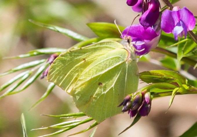 Foto: Gerhard Pirngruber Zitronenfalter