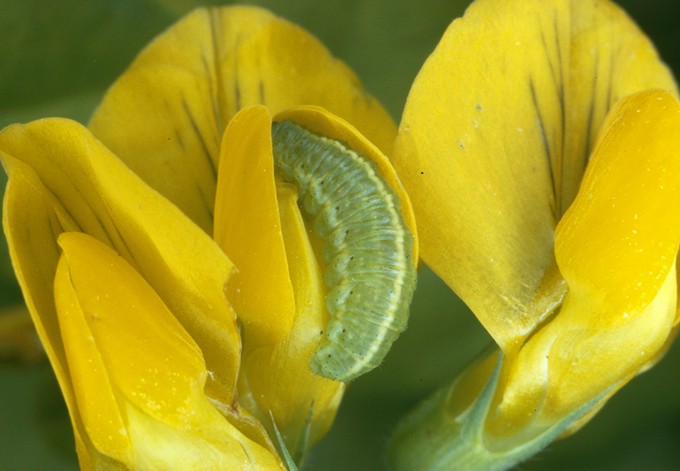 Foto: ETH Zürich AKA 11072 Rüsselkäferlarve