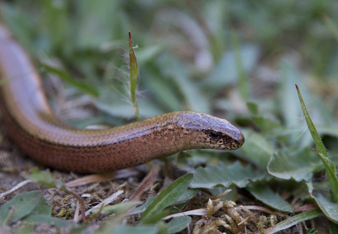 Foto: Gerhard Pirngruber Blindschleiche