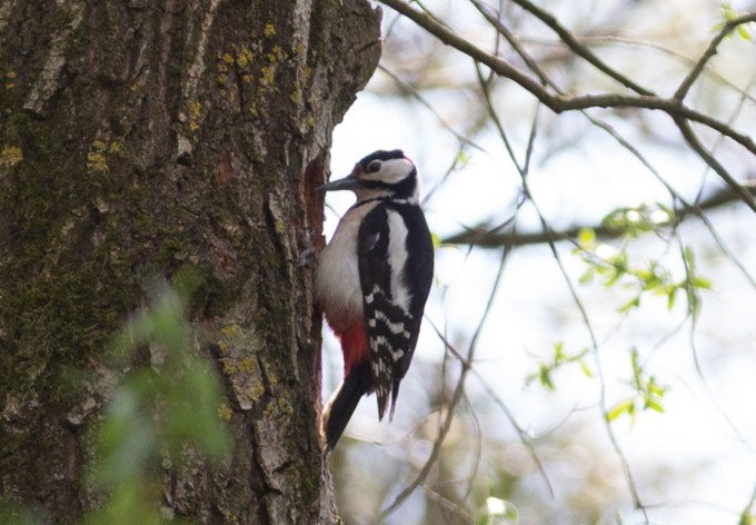Foto: Gerhard Pirngruber Buntspecht