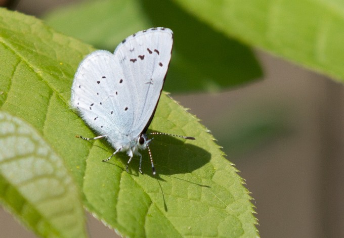 Foto: Gerhard Pirngruber Faulbaumblaeuling