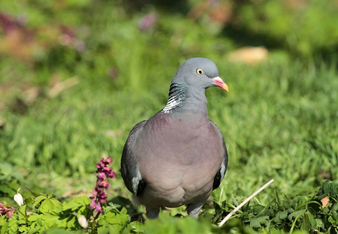 Foto Copyright: Josef Limberger Ringeltaube