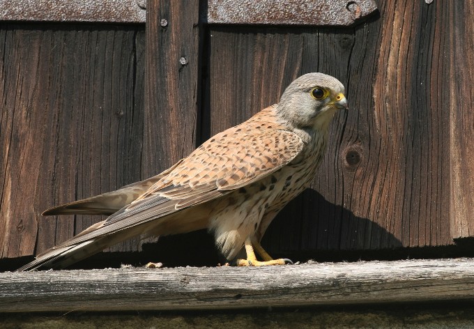 Linzer Flugkünstler Turmfalke und Wanderfalke Botanischer Garten Linz