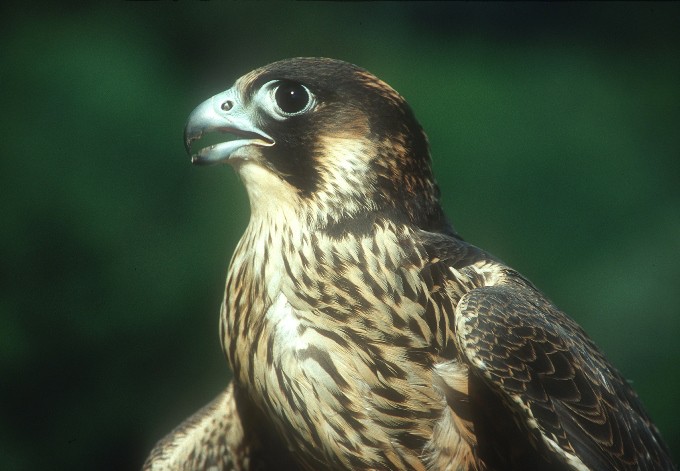 Foto: Josef Limberger Wanderfalke