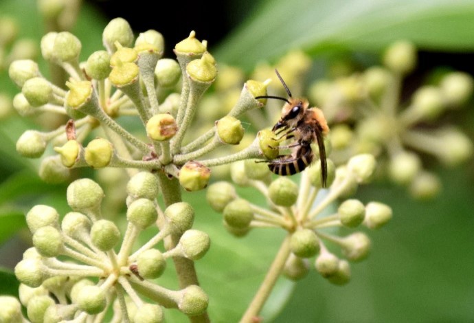 Foto: Gudrun Fuß Efeu-Seidenbiene an Blüten eines Efeus.