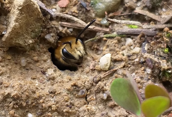 Foto: Gudrun Fuß Efeu-Seidenbiene in der Niströhre