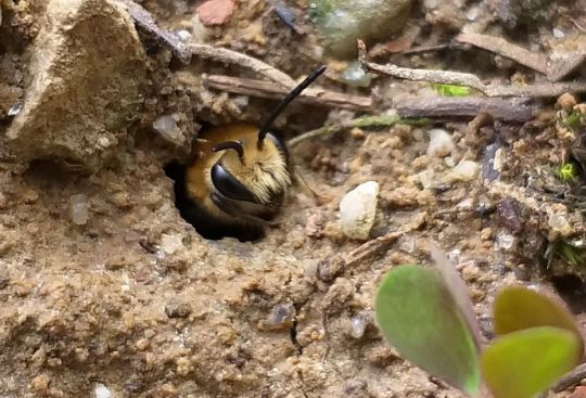 Die Efeu-Seidenbiene  spte Wildbiene im Botanischen Garten | Botanischer  Garten Linz