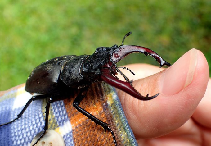 Foto: schwoaze/pixabay Hirschkäfer-Männchen